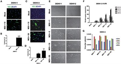 Dengue Virus Infects Primary Human Hair Follicle Dermal Papilla Cells